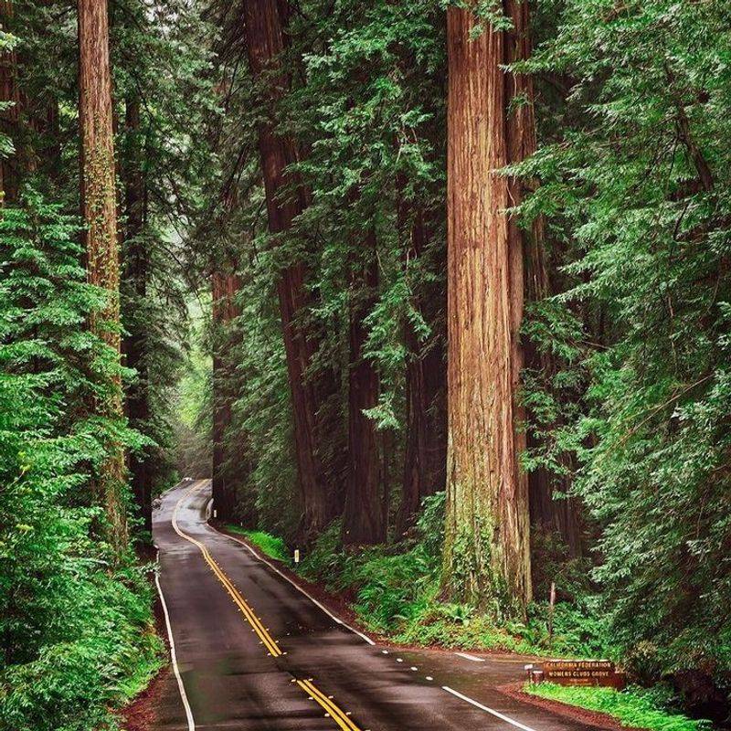 Avenue of the Giants: A 31-Mile Tree Tunnel Adventure