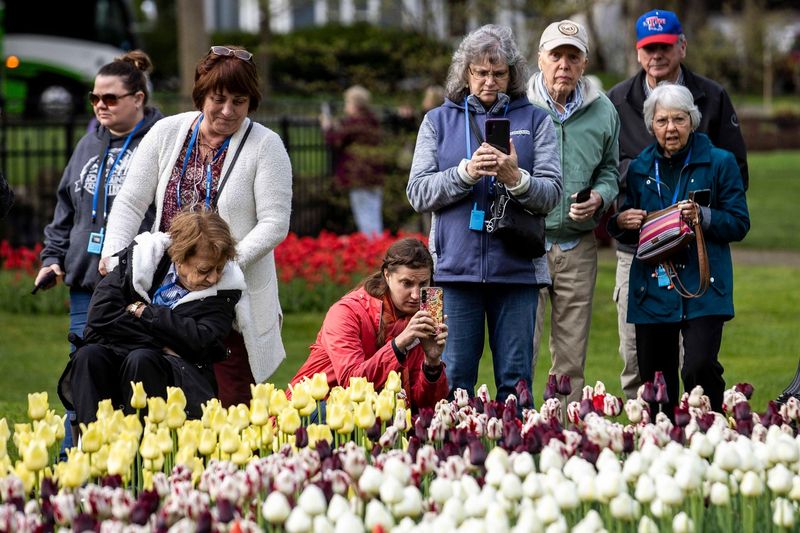 Holland's Tulip Time Trampling Local Life