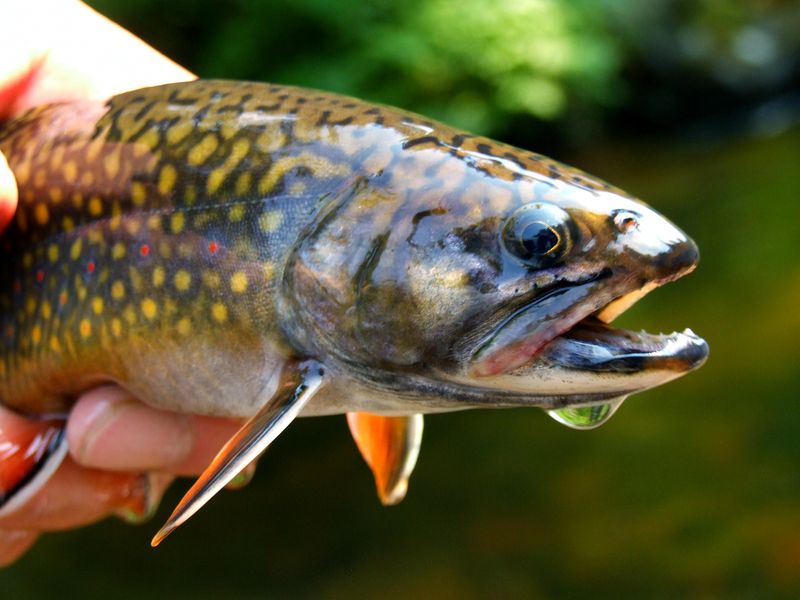 Au Sable River's Trout Treasure