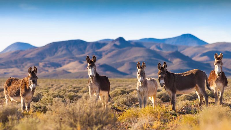 Secret Wild Burro Canyon: Desert Wildlife Haven