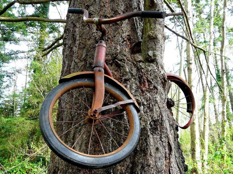 Bicycle Tree On Vashon Island
