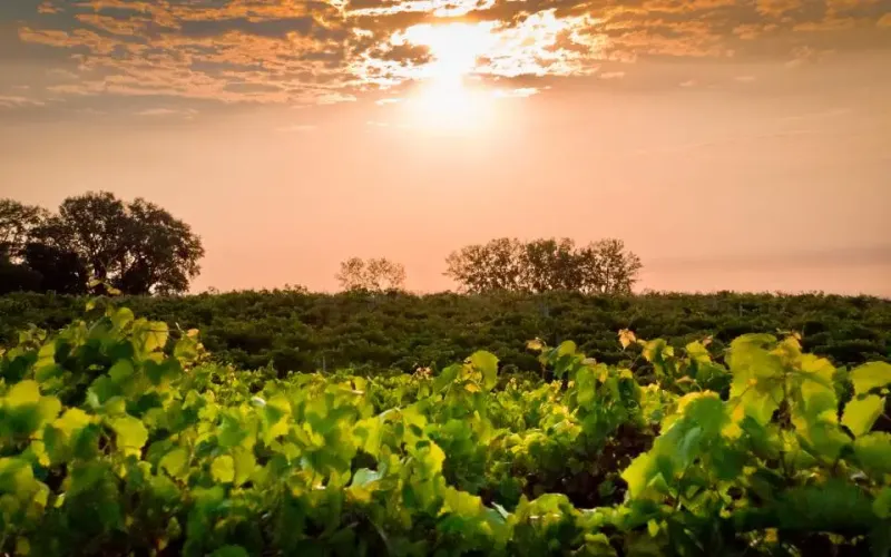Shawnee Hills Wine Trail, Southern Illinois