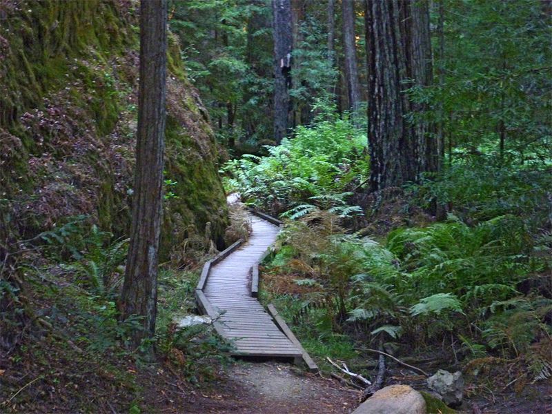 Montgomery Woods State Natural Reserve