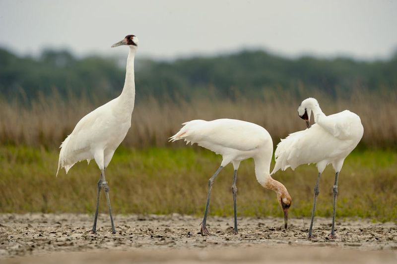 Aransas National Wildlife Refuge
