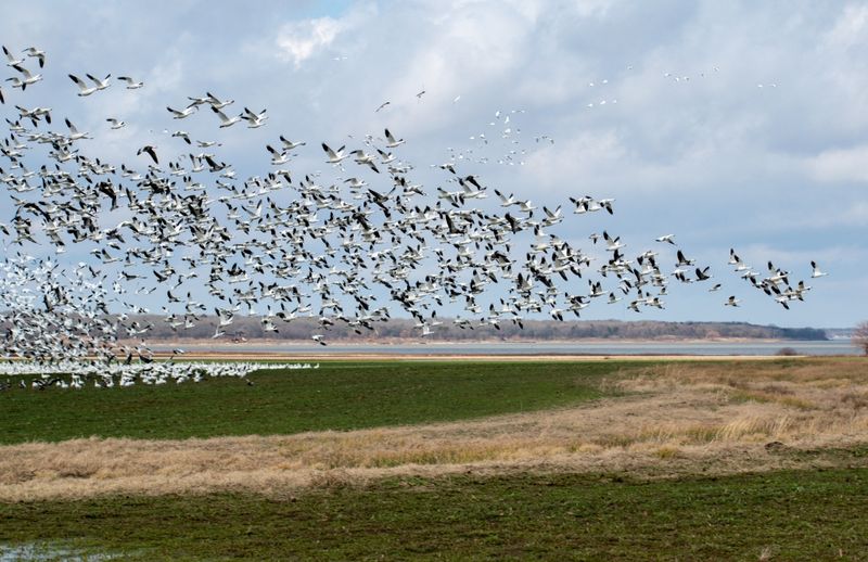 Hagerman National Wildlife Refuge, North Texas