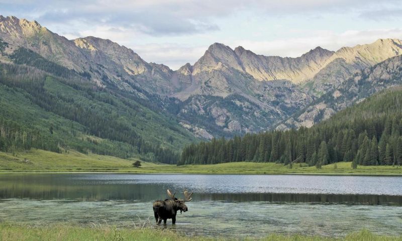 State Forest State Park: Moose Watching Paradise