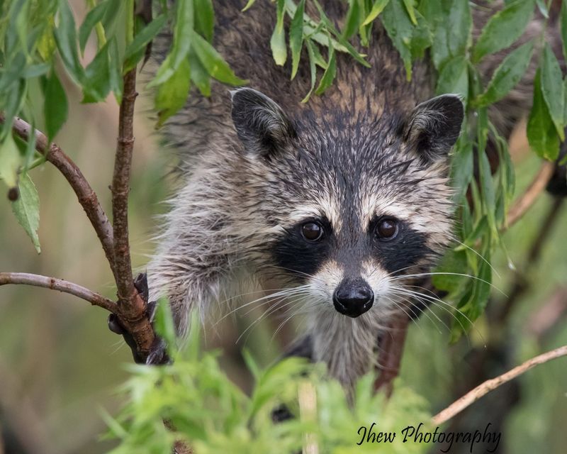 Lake Apopka Wildlife Drive & Trails