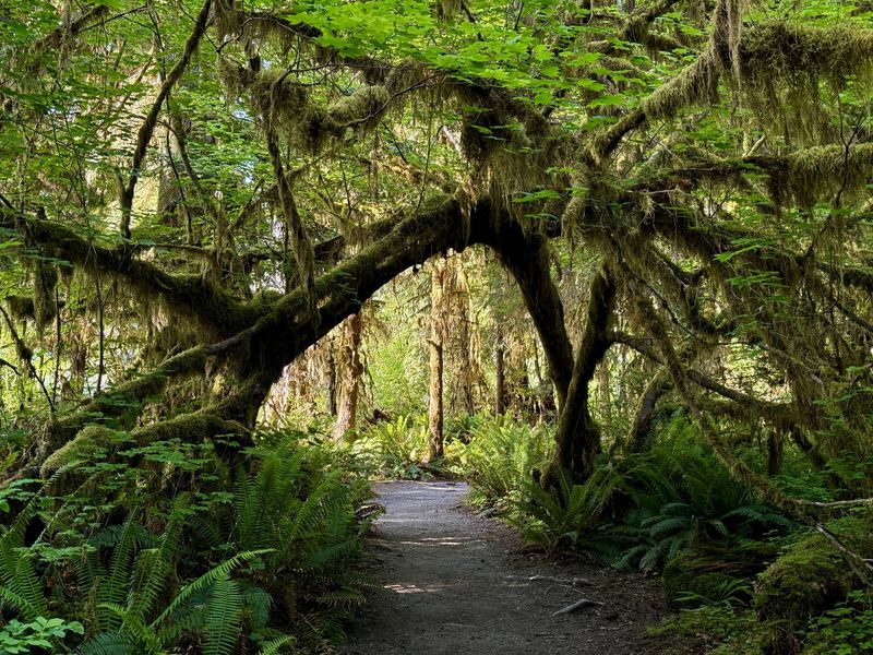 Spruce Nature Trail - Hoh Rain Forest
