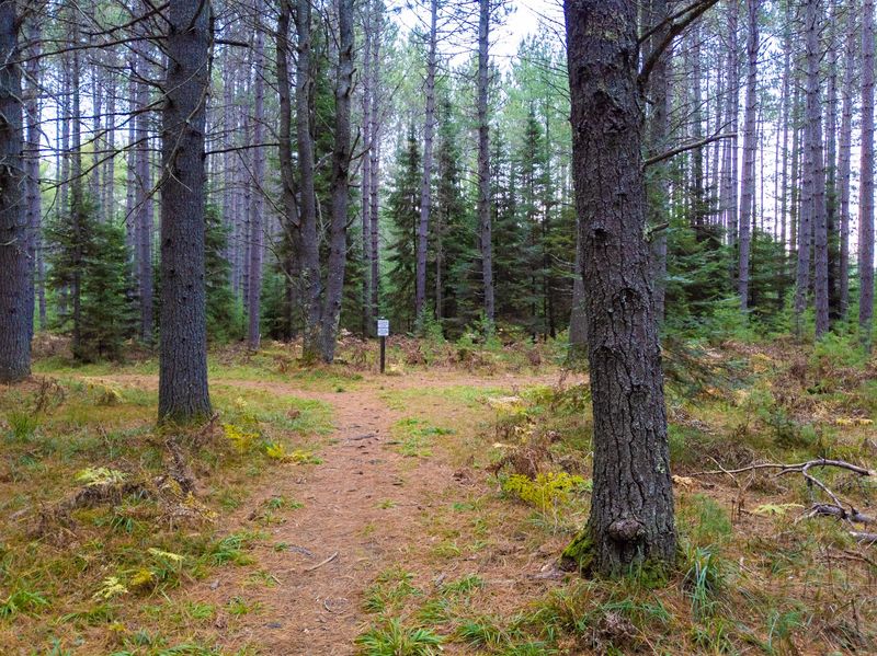 Awassa Nature Preserve Trails, Near St. Germain