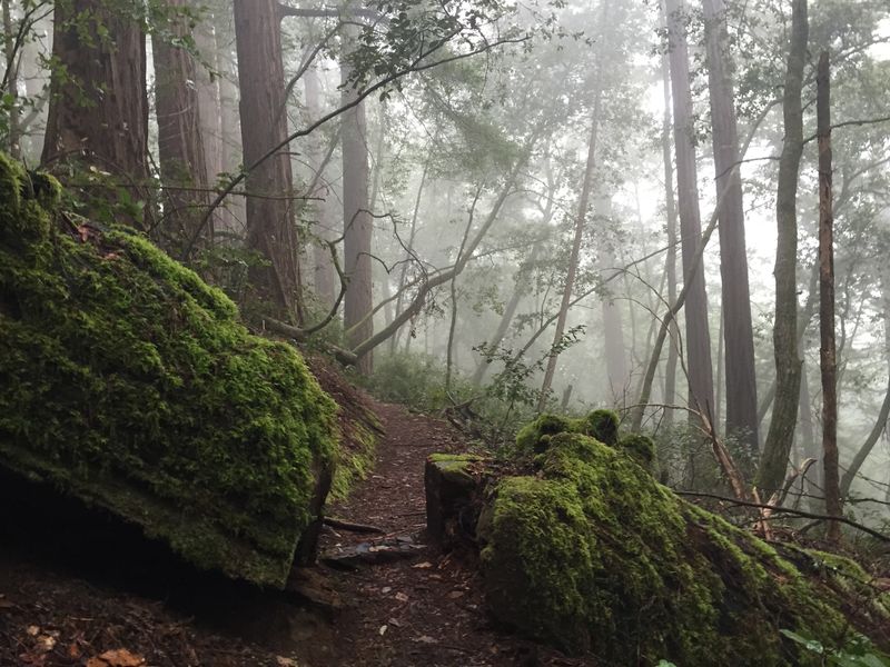 Butano State Park