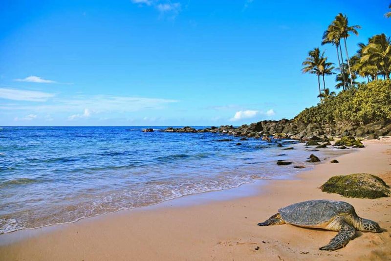 Lazy Afternoon at Laniakea Beach