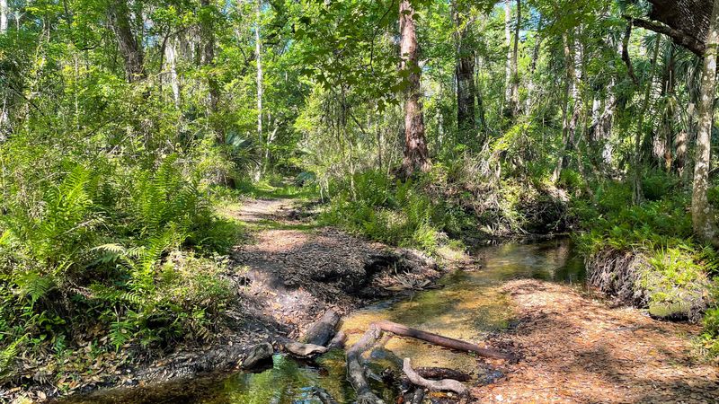 Balm-Boyette Scrub Nature Preserve (Hillsborough County)