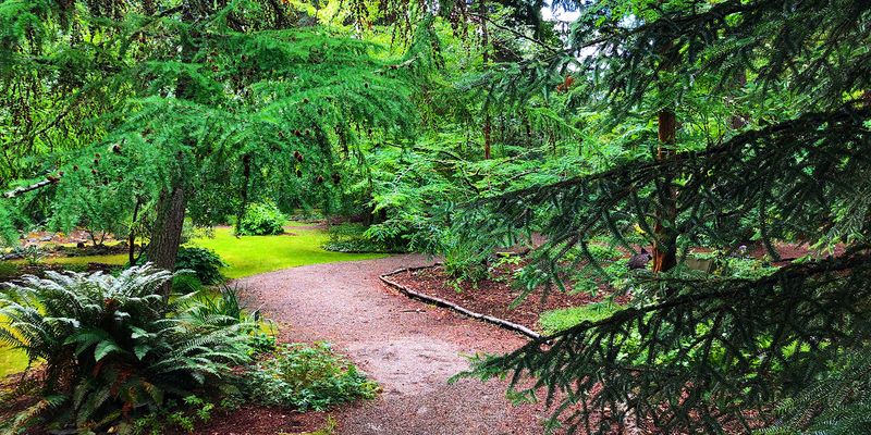 Kruckeberg's Wild Woodland Collection
