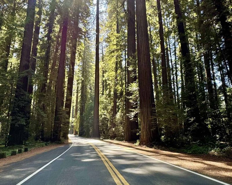 Redwood Highway Spur (Avenue of the Giants)