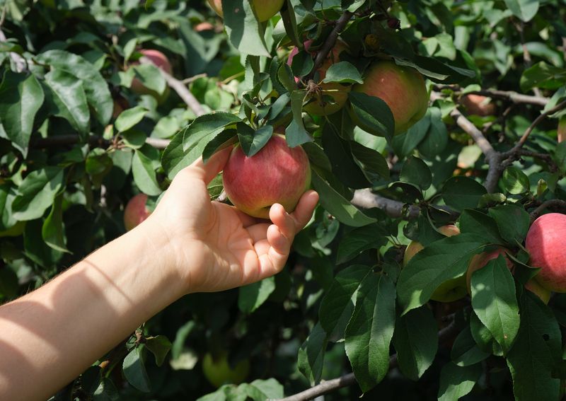 Norman's Orchard - Tarentum