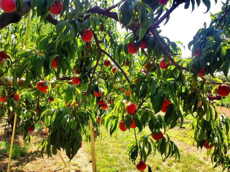 Heritage Varieties At Hidden Acres Orchards