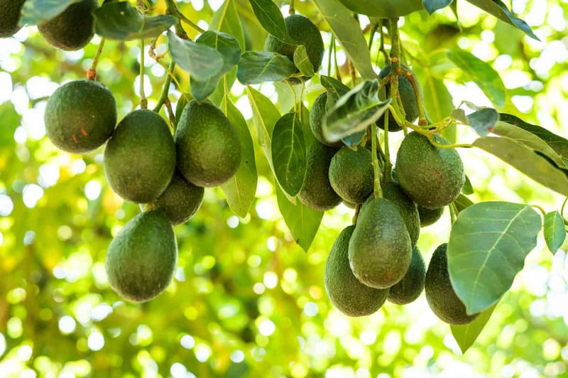 The Roots of California's Avocado Craze