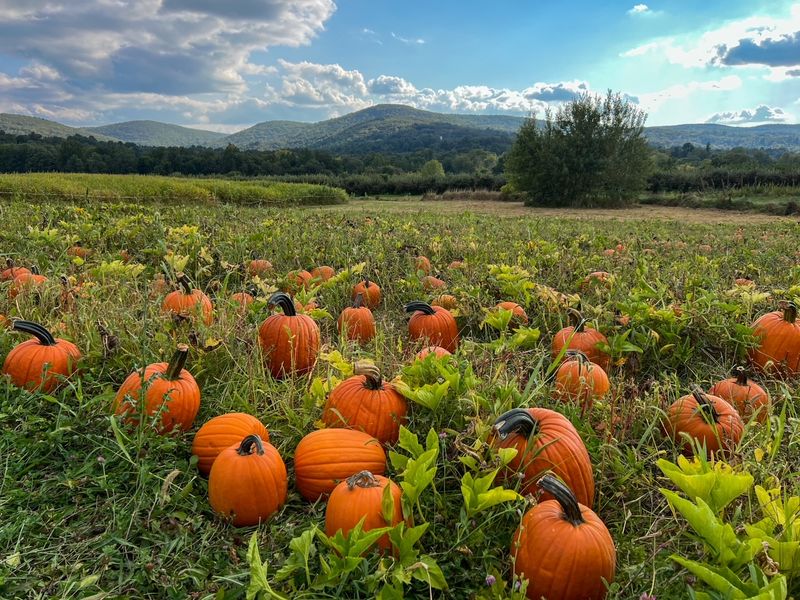 Fishkill Farms: Apple Orchards and Pumpkin Paradise