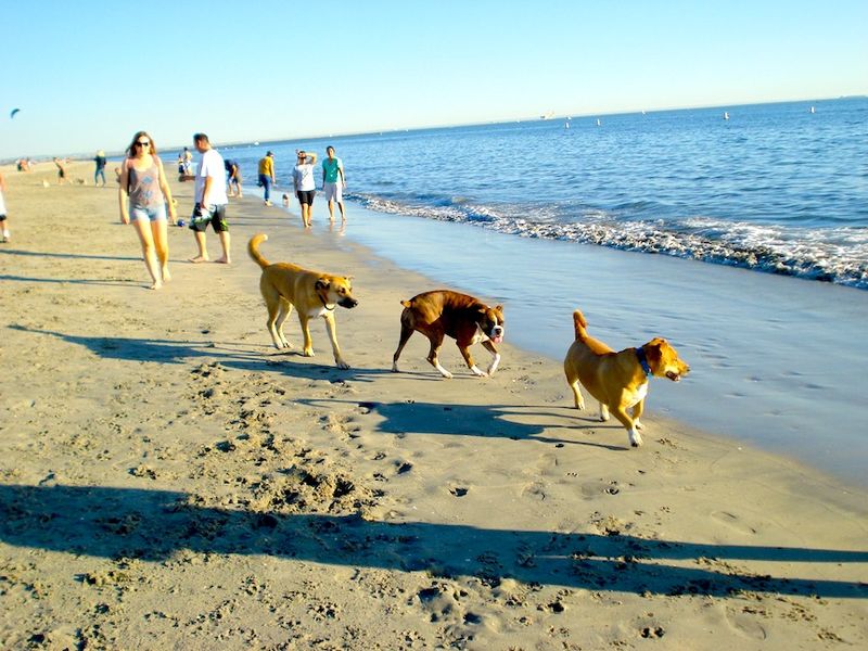 Rosie's Dog Beach: LA's Canine Coastal Gem