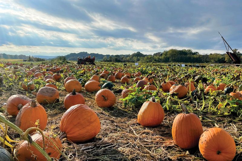 Kelder's Farm: Where Mountain Views Meet Pumpkin Dreams