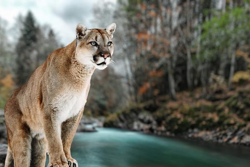 Wildlife Viewing Opportunities Flourish