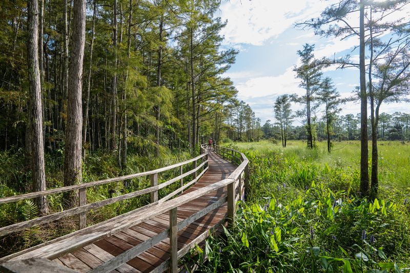 Corkscrew Swamp Sanctuary