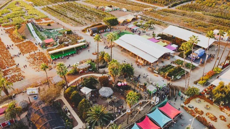 Murray Family Farms in Bakersfield: Pumpkins on a Central Valley Farm