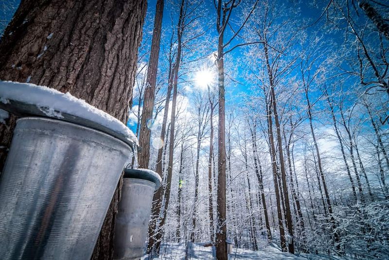 Ripton's Maple Time Capsule