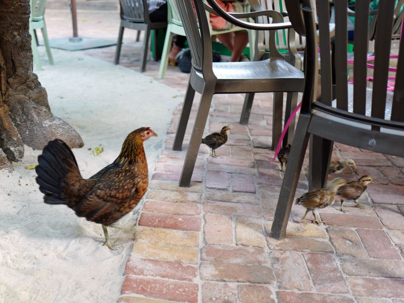 Blue Heaven: Key West's Bohemian Backyard Feast