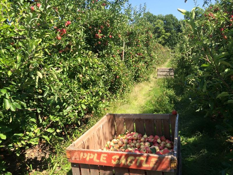 Simmons Farm - McMurray