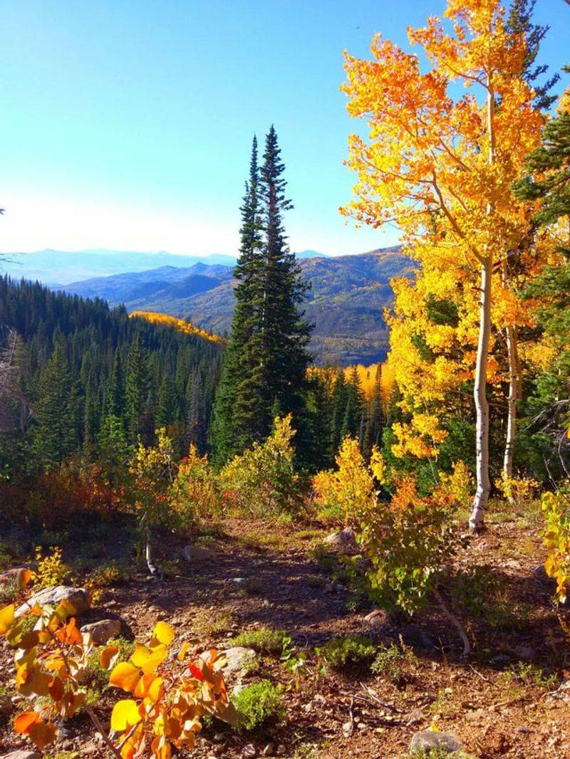 Buffalo Pass: Steamboat's Secret Backyard