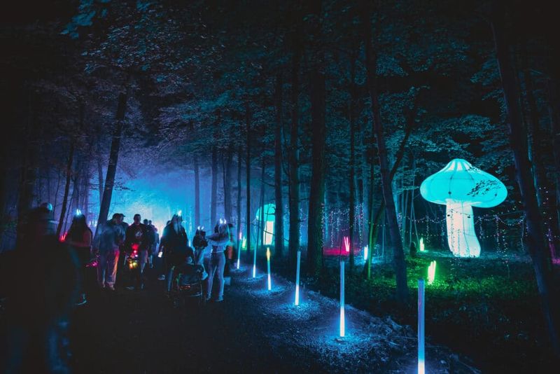 Glenlore Trails' Enchanted Forest Experience