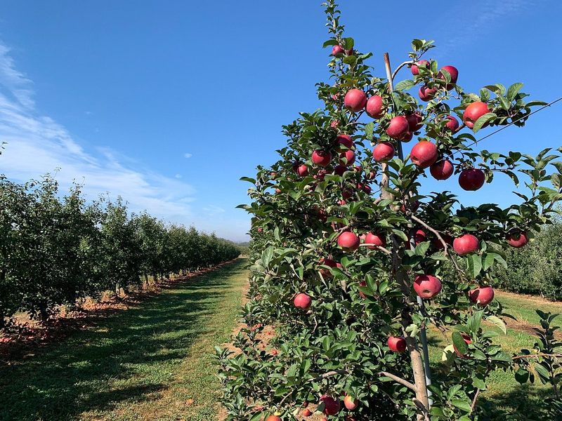Cherry Hill Orchards - Lancaster