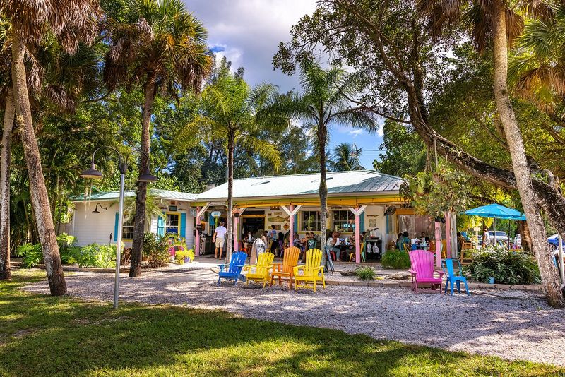 Sanibel Island Shelling And The Island Cow