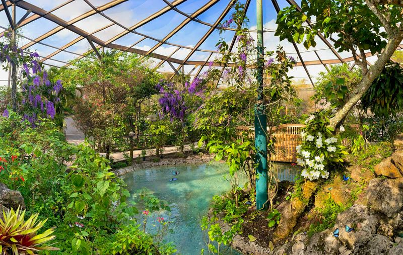 Butterfly World in Coconut Creek