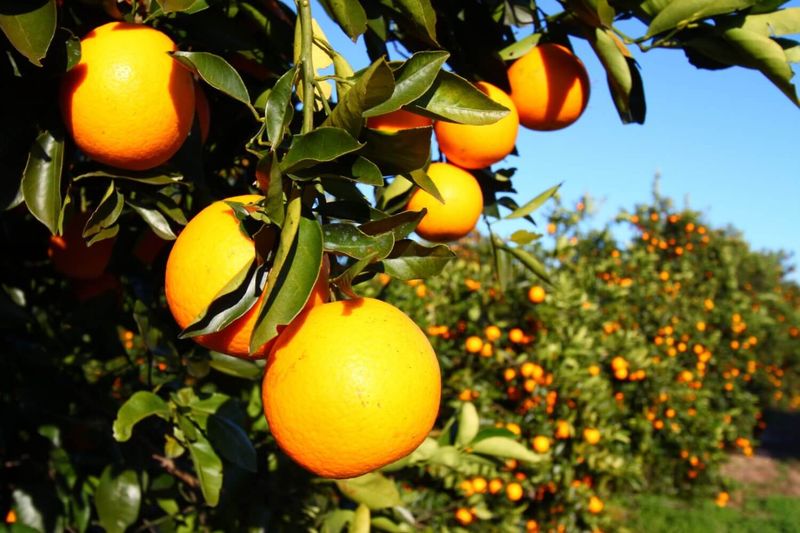 Florida Produces More Oranges Than Any Other U.S. State