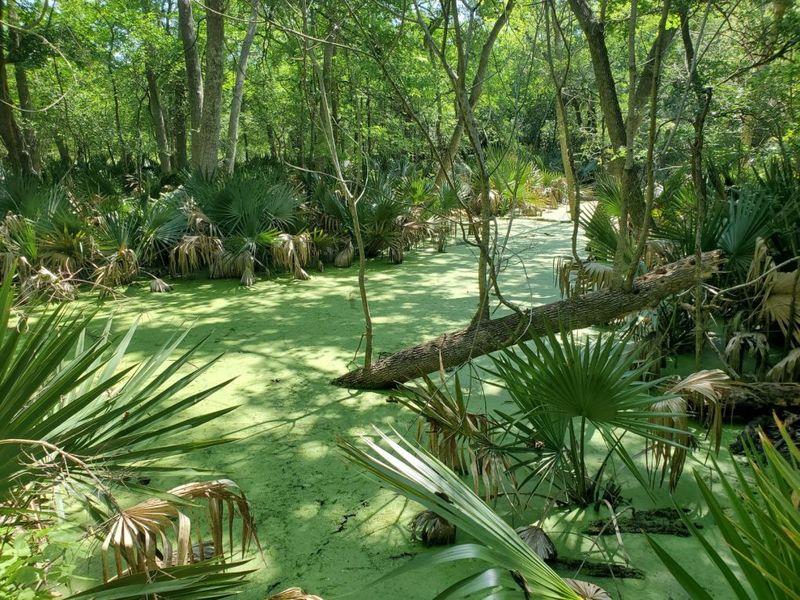 Palmetto State Park