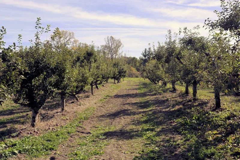 Obstbaum Orchards - Northville