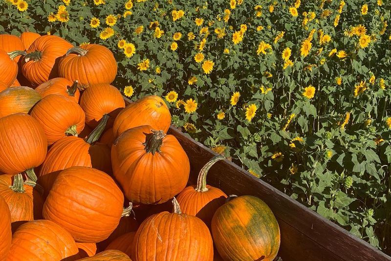 Libby's Pumpkin Patch: Albany's Scenic Countryside Gem