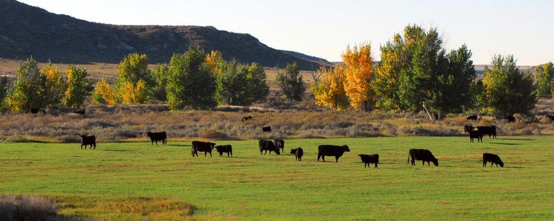 Whole Foods Market's Ethical Meat Standards