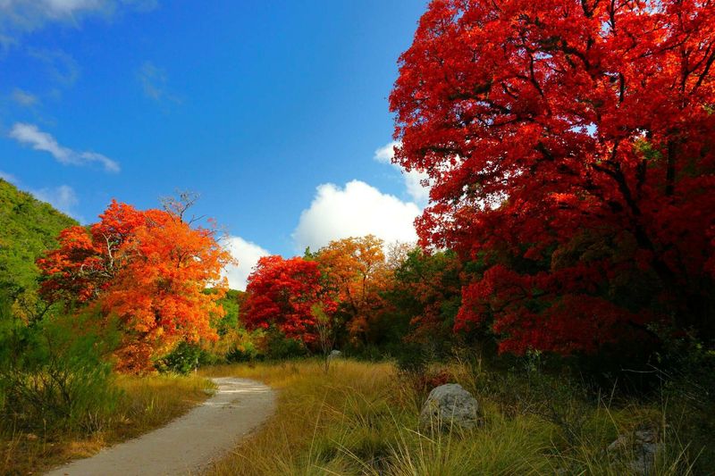 Lost Maples State Natural Area East Trail: Autumn Colors and Quiet Paths