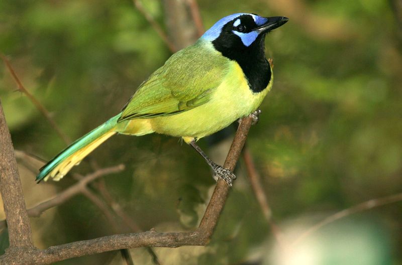 Santa Ana National Wildlife Refuge