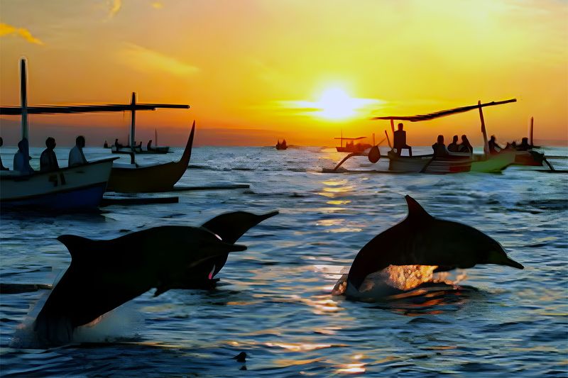 Sunrise Dolphin Spotting Rituals