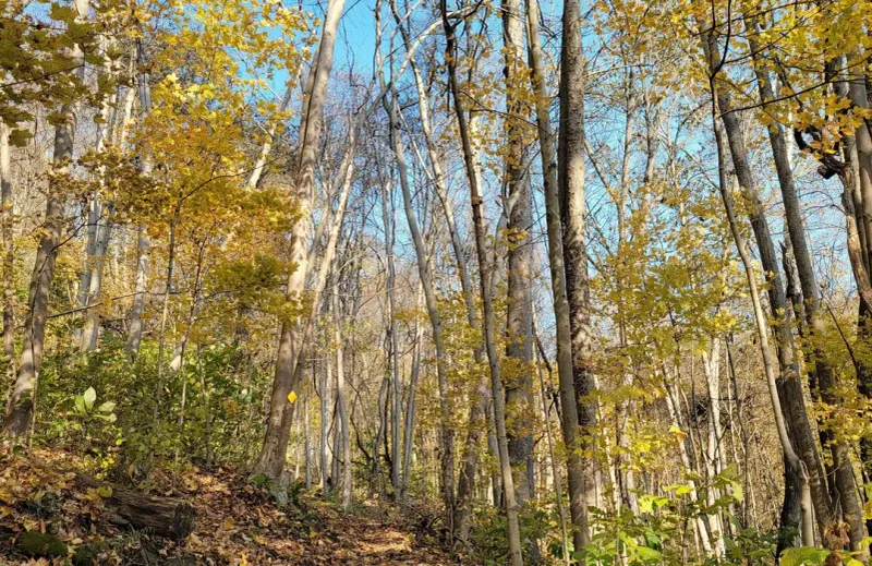 Wayne National Forest Loop
