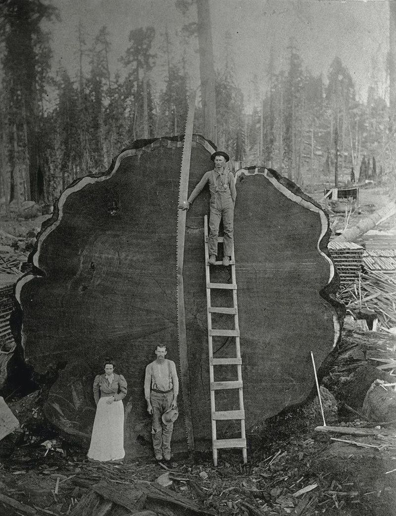 Redwood National Park's Ancient Giants