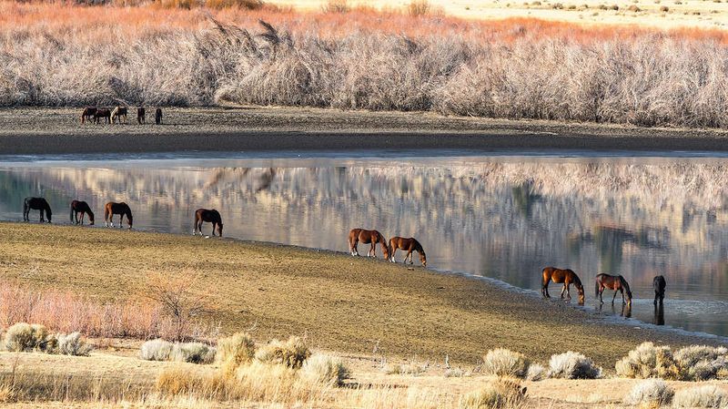Washoe Lake: Wildlife Sanctuary Waters