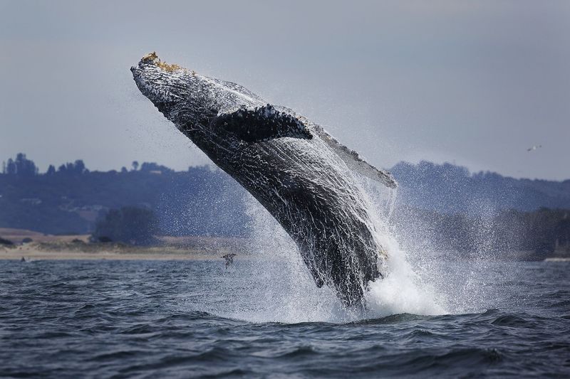 Monterey Bay 