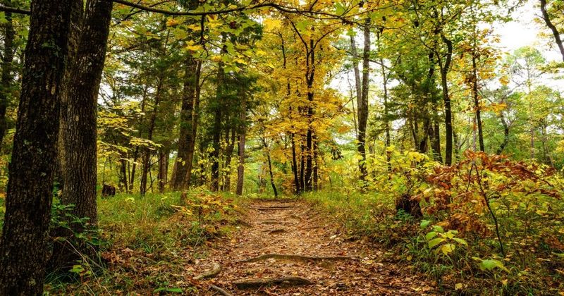 Forest Pathways of Lake Bob Sandlin