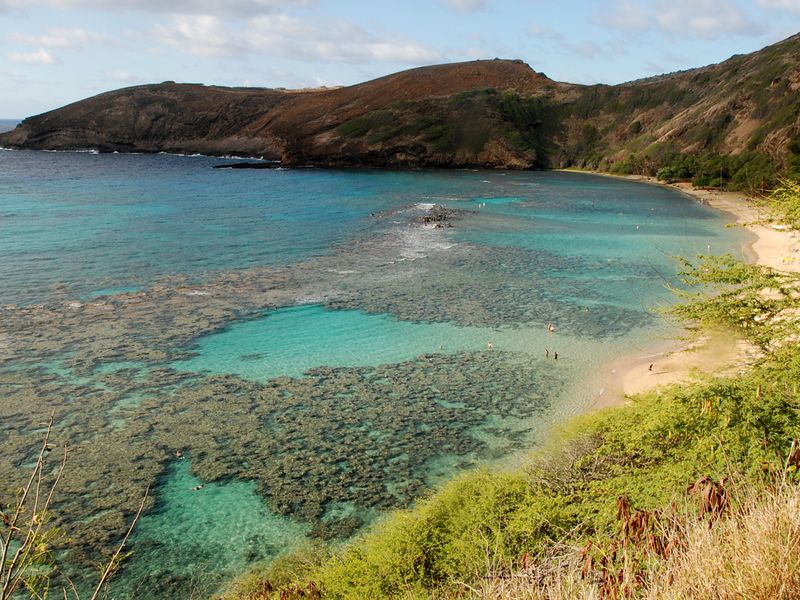 Hanauma Bay's Coral Reefs Pay The Price