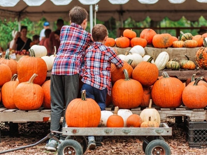 Pumpkin Paradise Unleashes Creativity
